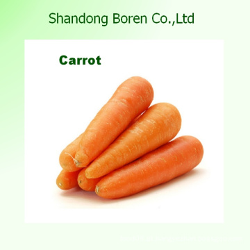 2015 Shandong Melhor Preço Cenoura Fresca